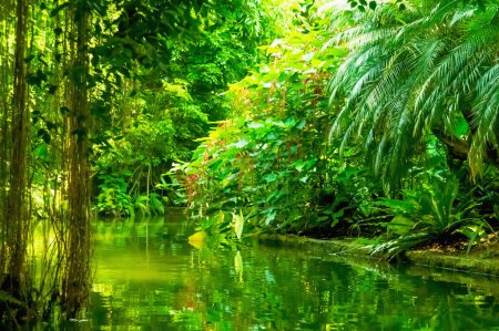 Téléchargez les photos : Beau paysage sauvage de forêt tropicale avec rivière. Image horizontale. - en image libre de droit