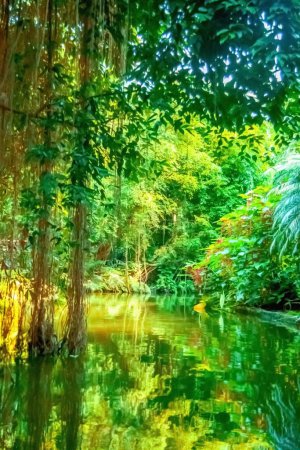 Téléchargez les photos : Beau paysage sauvage de forêt tropicale avec la rivière. - en image libre de droit