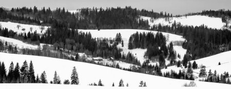 Foto de Bosque de invierno en los Cárpatos. Imagen horizontal en blanco y negro. - Imagen libre de derechos