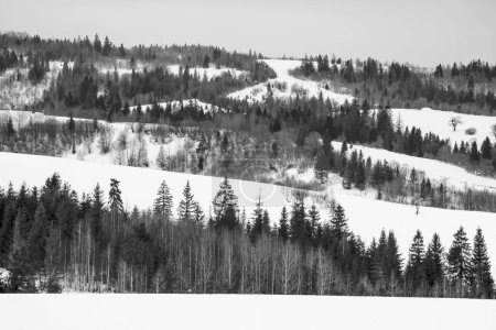Foto de Bosque de invierno en los Cárpatos. Imagen en blanco y negro. - Imagen libre de derechos