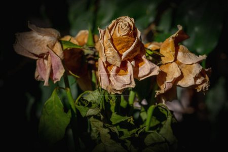 Dried rose flower head as symbol of death. Horizontal image.