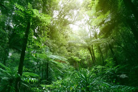 Téléchargez les photos : Canopée d'arbres dans la jungle tropicale - en image libre de droit