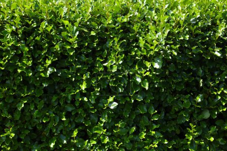 Photo for Griselinia Littoralis broadway mint hedge - Royalty Free Image