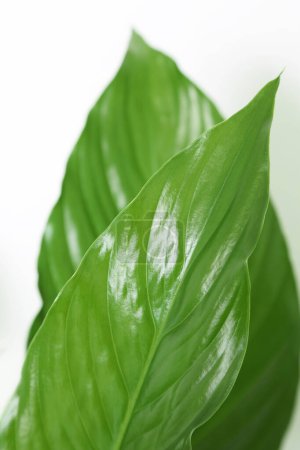 Téléchargez les photos : Deux feuilles tropicales vertes luxuriantes - en image libre de droit