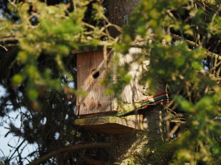 Foto de Old bird house or incubator for great tits on a Korean fir tree, environmental protection and nature conservation, preserving biodiversity, wildlife in the garden - Imagen libre de derechos
