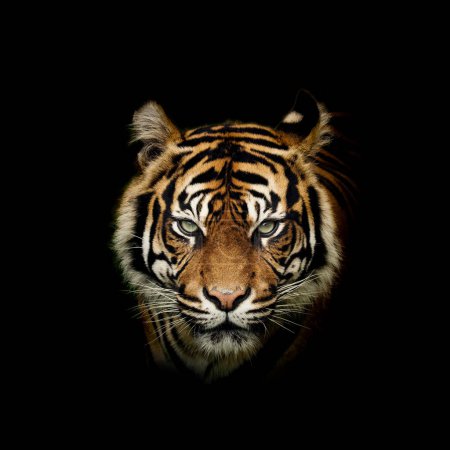 Auge in Auge mit dem Tiger, Porträt eines Tigers auf schwarzem Hintergrund