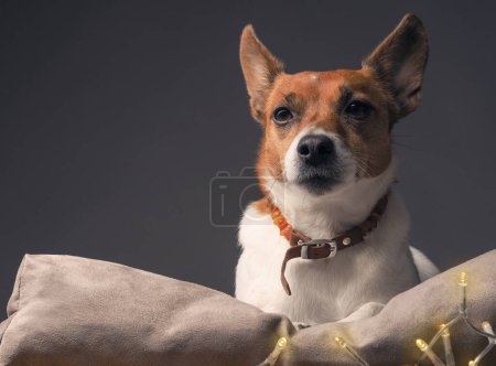 Foto de Jack Russell Terrier en una almohada con luces de Navidad, retrato de animales de vacaciones - Imagen libre de derechos