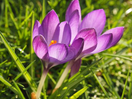 Close up of beautiful Crocuses in the grass in the garden on a sunny winter day