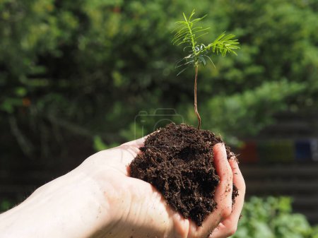 A gardener holds a fir tree seedling, reforestation or cultivation concept, natural carbon dioxide storage against climate change.