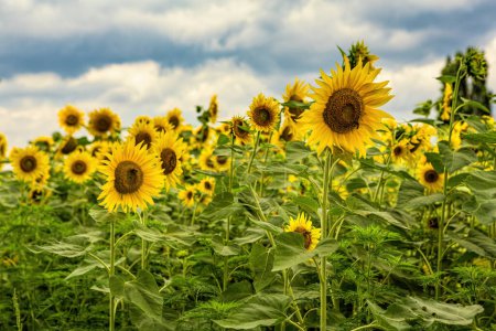 Téléchargez les photos : Field of blooming sunflowers on a cloudy summer day - en image libre de droit