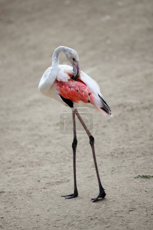 Photo for Flamingo neck twisting and wing feathers - Royalty Free Image
