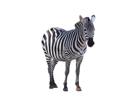 Photo for Zebra on white background - Royalty Free Image