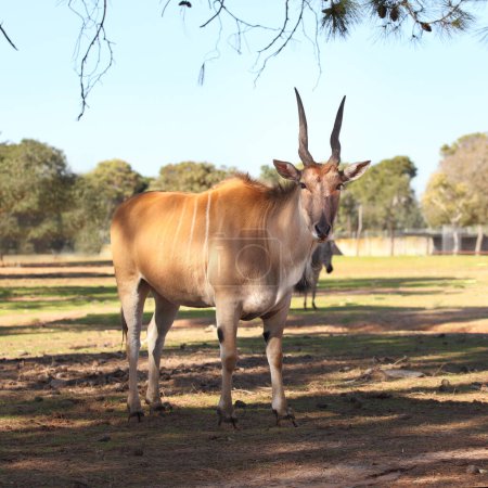 Photo for Eland antelope (Taurotragus Oryx or Derbianus), an african large antelope - Royalty Free Image
