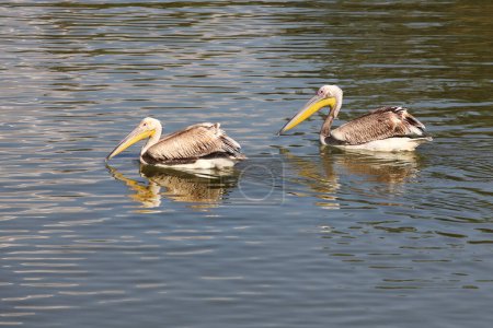 zwei Pelikane auf der Wasseroberfläche