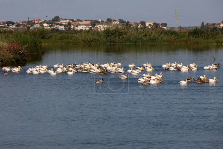 Gruppe von Pelikanen im Wasser