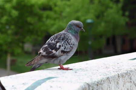 The rock dove, also known as the Indian Pigeon or Common Pigeon, is a member of the Columbidae family of birds.