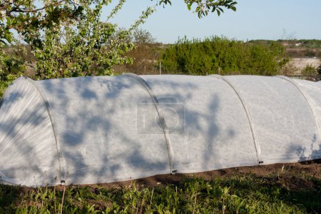 Niedriges Gewölbe-Gewächshaus im Garten. Gemüsebeet mit Sämlingen, die mit einem tragbaren Spinnvlies-Frühbeet abgedeckt sind, um Feuchtigkeit und Bodenfrost im Frühjahrsgarten zu halten
