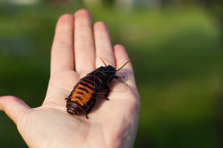 Foto de Enorme cucaracha de Madagascar situado en la palma de la persona. Primer plano de cucaracha en el fondo de la mano de hierba verde. Insectos de vida silvestre, mascotas exóticas. Entomología. Exterior. - Imagen libre de derechos