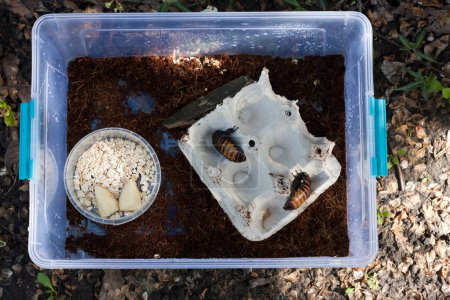 Téléchargez les photos : Madagascar sifflant cafards, Gromphadorhina portentosa, vivant dans une boîte en plastique. Garder et élever de grands cafards en captivité. Insecte sauvage, animal exotique. Entomologie. Vue d'en haut - en image libre de droit