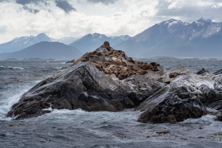 Foto de Colonia de lobos marinos en la roca del Canal Beagle, Tierra del Fuego, Sur de Argentina. - Imagen libre de derechos