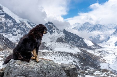 Téléchargez les photos : Chien sur fond de paysages de montagne dans le parc national de Sagarmatha, Népal - en image libre de droit