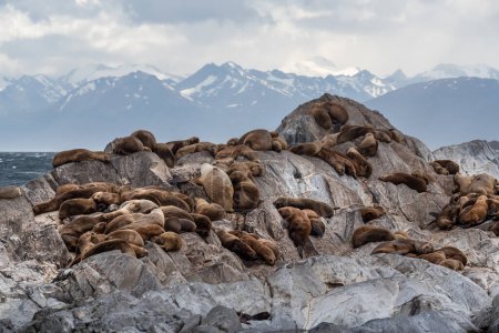 Téléchargez les photos : Colonie d'otaries sur le rocher dans le canal Beagle, Terre de Feu, Sud de l'Argentine. - en image libre de droit