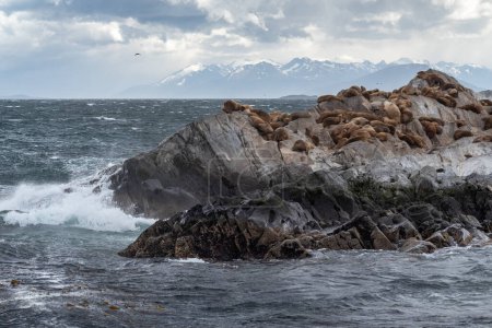 Foto de Colonia de lobos marinos en la roca del Canal Beagle, Tierra del Fuego, Sur de Argentina. - Imagen libre de derechos