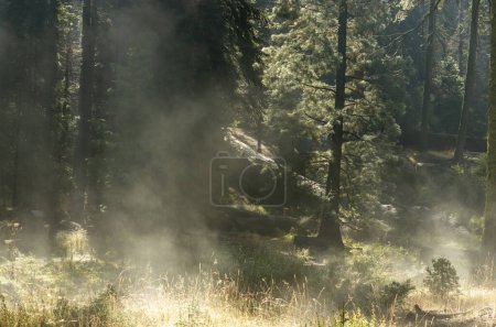 Téléchargez les photos : Matin à Sequoia National Park, Californie, États-Unis - en image libre de droit