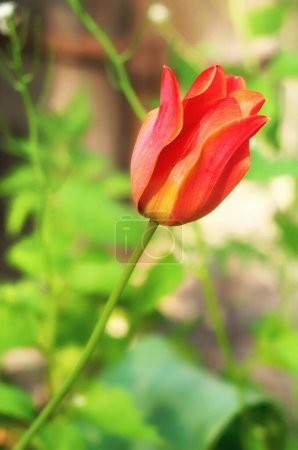 Téléchargez les photos : Tulipe colorée avec fond naturel - en image libre de droit