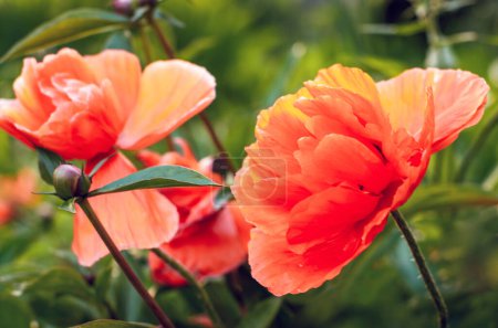 Téléchargez les photos : Champ de fleurs de pavot au printemps - en image libre de droit