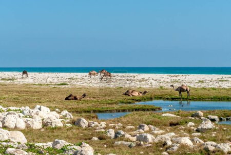 Téléchargez les photos : Des chameaux sur la côte, Oman - en image libre de droit