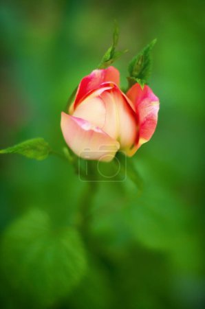 Téléchargez les photos : Rose rose dans le jardin - en image libre de droit