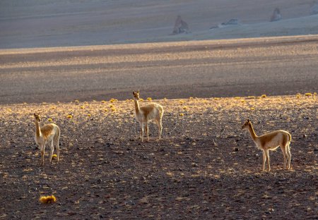 Téléchargez les photos : Guanaco en Atacama Desert, le Chili - en image libre de droit