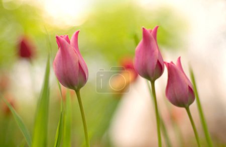 Téléchargez les photos : Tulipe colorée avec fond naturel - en image libre de droit