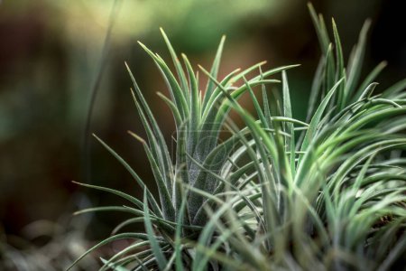Téléchargez les photos : Bromeliad tillandsia et fleur de tillandsia - en image libre de droit