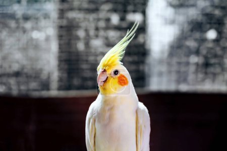 Photo for Portrait of Cockatiel close-up (Nymphicus hollandicus) - Royalty Free Image