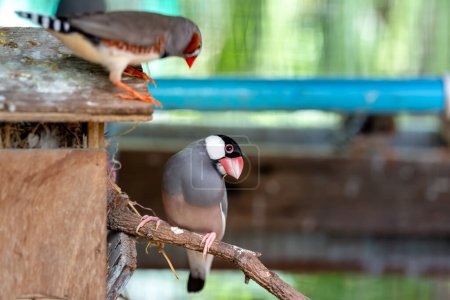 Photo for Zebra finch exotic bird (Taeniopygia guttata) in a large cage - Royalty Free Image