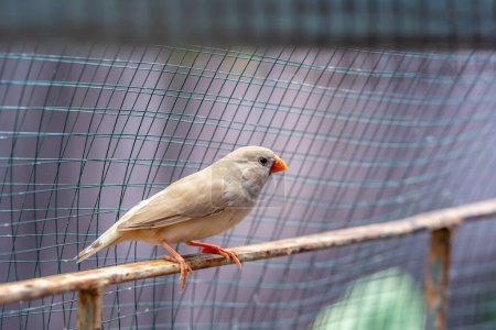 Photo for Zebra finch exotic bird (Taeniopygia guttata) in a large cage - Royalty Free Image