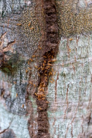 Photo for The soldier termite of soil eaters - Royalty Free Image