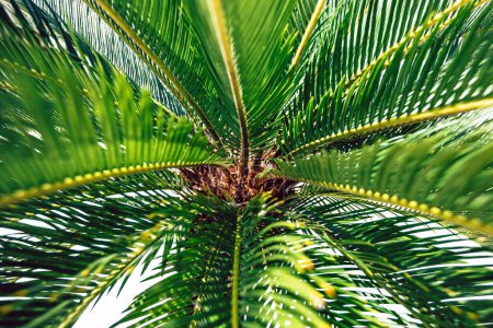 Photo for Leaves of Cycas. Close-up. Selective focus. Natural green background - Royalty Free Image