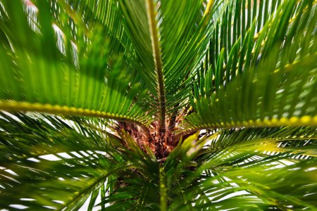 Photo for Leaves of Cycas. Close-up. Selective focus. Natural green background - Royalty Free Image