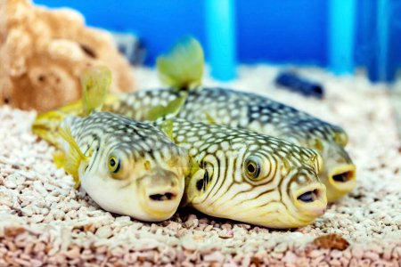 Photo for A cute white-spotted puffer or stars-and-stripes puffer - Royalty Free Image