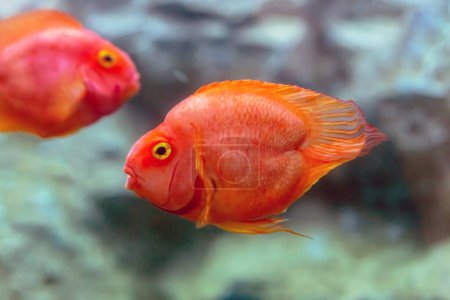 Photo for Blood parrot cichlid fish in the aquarium - Royalty Free Image