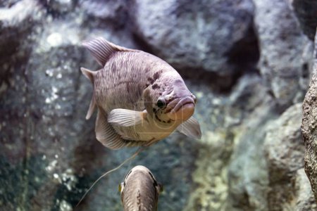 Foto de Peces gourami gigantes en el acuario - Imagen libre de derechos