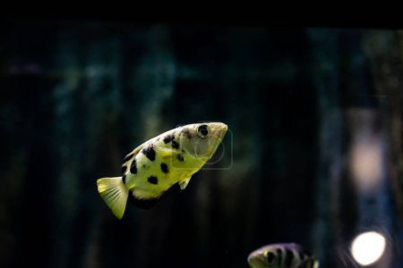 Téléchargez les photos : Vue latérale du poisson archer - en image libre de droit