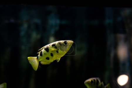 Téléchargez les photos : Vue latérale du poisson archer - en image libre de droit