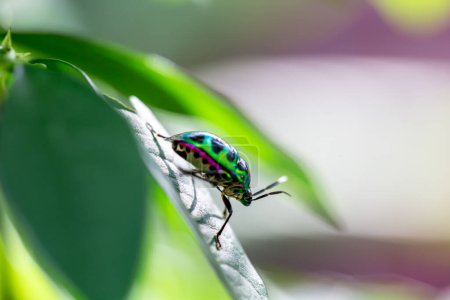 Photo for The lychee shield bug (Chrysocoris stolii, Scutelleridae) on branch - Royalty Free Image