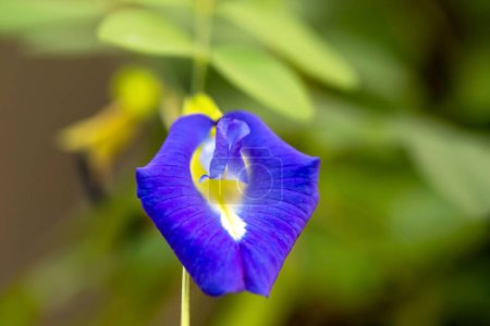 Téléchargez les photos : Papillon pois bleu fleur de pois herbes thaï - en image libre de droit