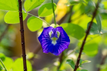Téléchargez les photos : Papillon pois bleu fleur de pois herbes thaï - en image libre de droit
