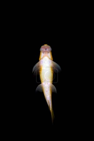 Téléchargez les photos : Honey sucker fish in freshwater aquarium - en image libre de droit